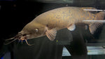 African Electric Catfish (Malapteruridae sp.) - Jumbo (WYSIWYG)
