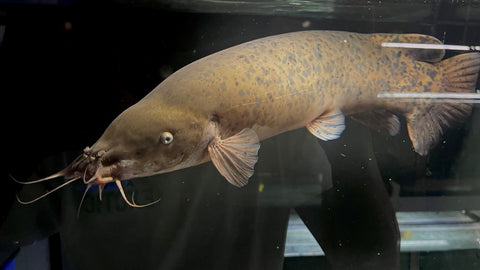 African Electric Catfish (Malapteruridae sp.) - Jumbo (WYSIWYG)