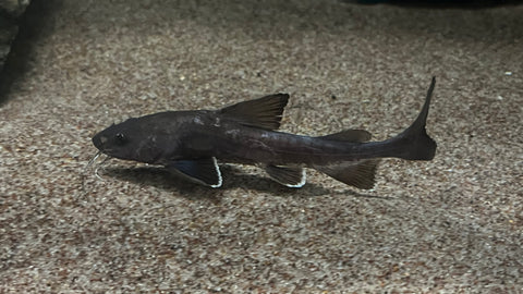 Stormii Catfish (Hemiarius stormii)