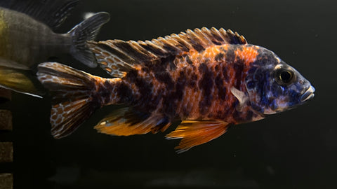 Cherry OB Peacock (Aulonocara sp.)
