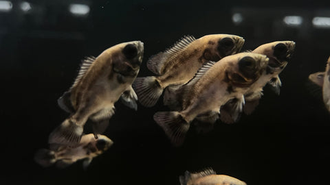 Red Smooth Oscar (Astronotus ocellatus) - xSmall