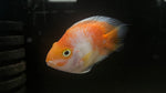 Santa / Kohaku Parrot - WYSIWYG