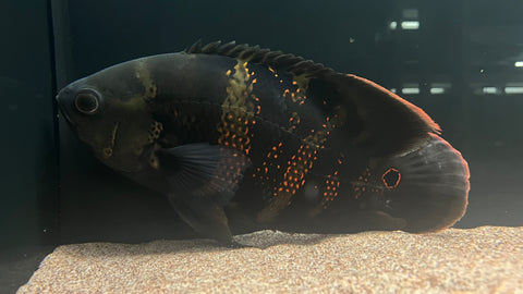 Bumblebee Oscar (Astronotus crassipinnis) - WYSIWYG