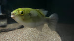 Avocado Puffer Fish (Auriglobus Modestus)