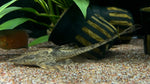 Royal Whiptail (Sturisomatichthys sp.)