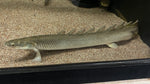 Lake Turkana Senegal Bichir (Polypterus senegalus) - Rare
