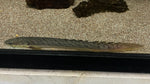 Gold Dust Bichir (Polypterus palmas "buettikoferi")