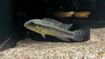 Idenau Kribensis (Pelvicachromis kribensis "Idenau") - Pair
