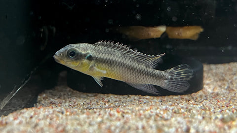 Idenau Kribensis (Pelvicachromis kribensis "Idenau") - Pair