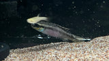 Idenau Kribensis (Pelvicachromis kribensis "Idenau") - Pair