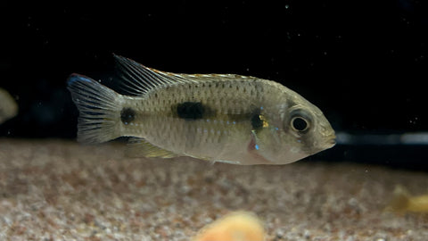 Dwarf African Butterfly Cichlid (Anomalochromis Thomasi)