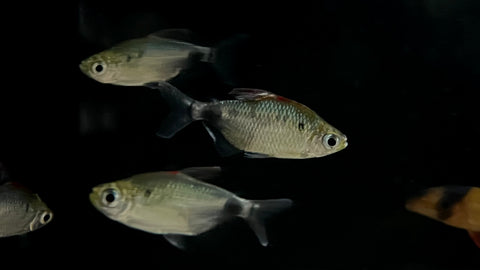 African Red Cap Moon Tetra (Bathyaethiops breuseghemi)