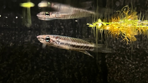Twin Striped Killi (Epiplatys bifasciatus) - Pair
