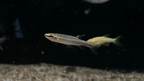 Splash Tetra (Copella nattereri)