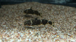 African Bumblebee Catfish (Microsynodontis sp.)