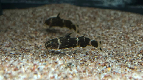 African Bumblebee Catfish (Microsynodontis sp.)