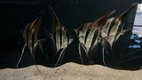 Altum Angelfish "Rio Orinoco" (Pterophyllum altum) - Group of 4
