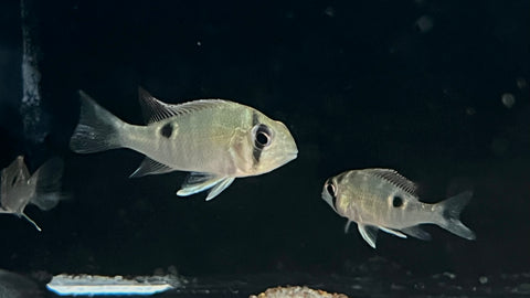 Cupido Cichlid (Biotodoma cupido)