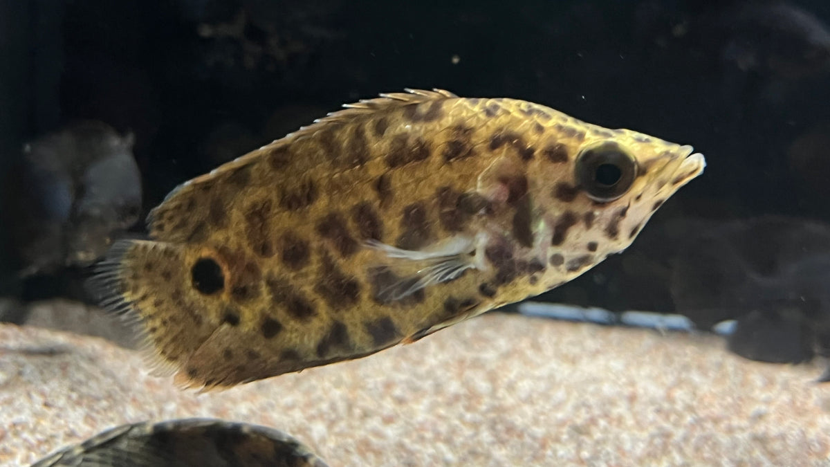 Bush Fish Leopard Bush Fish (Ctenopoma acutirostre) - Medium – The Waterfront SLC