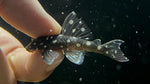L-201 Snowball Pleco (Hypancistrus sp.)