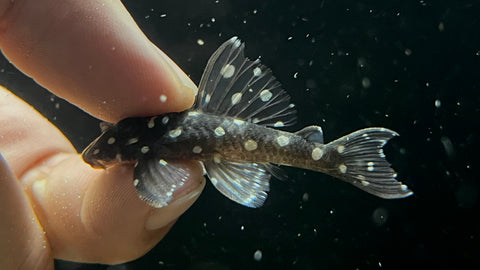 L-201 Snowball Pleco (Hypancistrus sp.)
