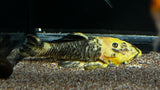 L-56 Yellow and Black Chubby Pleco (Parancistrus aurantiacus)