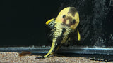 L-56 Yellow and Black Chubby Pleco (Parancistrus aurantiacus)
