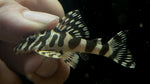 L-134 Leopard Frog Pleco (Peckoltia compta)