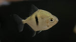 Wide Bar Silver Dollar (Myleus Schomburgkii)