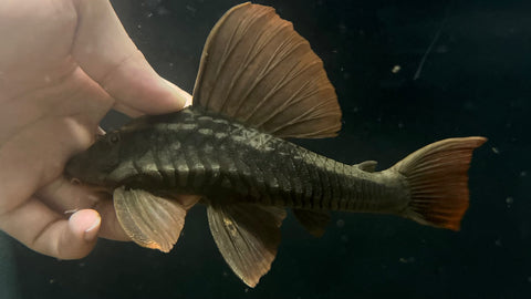 L-137 Blue Eye Red Fin Pleco (Hypostomus soniae) - Large (WYSIWYG)
