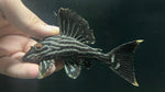 L-190 Royal Pleco (Panaque nigrolineatus) - Large (WYSIWYG)