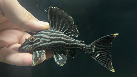 L-190 Royal Pleco (Panaque nigrolineatus) - Large (WYSIWYG)