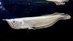 Platinum Arowana (Osteoglossum bicirrhosum) - WYSIWYG