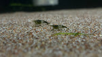 Green Rili Neocardina