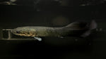 Arapaima (Arapaima gigas)