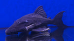 Blue Eyed Pleco (Panaque cochliodon) - WYSIWYG
