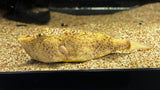 Congo / Miurus Puffer (Tetraodon miurus) - T89 WYSIWYG