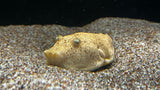 Congo / Miurus Puffer (Tetraodon miurus) - T89 WYSIWYG
