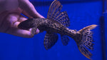 L-273 Titanic Pleco (Pseudacanthicus sp.) - WYSIWYG