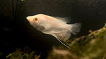 Giant Albino Gourami (Osphronemus goramy)