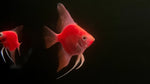 GloFish Angelfish (Pterophyllum scalare)
