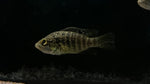 Starry Night Cichlid "Bleekeri" (Paratilapia bleekeri) - Small