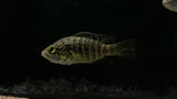 Starry Night Cichlid "Bleekeri" (Paratilapia bleekeri)
