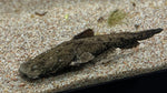 Chaca Chaca Catfish (Chaca bankanensis)