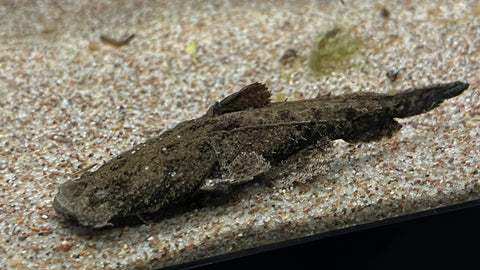 Chaca Chaca Catfish (Chaca bankanensis)