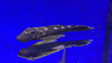 L-244 Black Spotted Flyer Pleco (Pseudolithoxus Dumus)