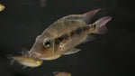 Redspot Cichlid (Darienheros calobrensis)