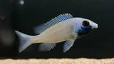 Placidochromis phenochilus "Gissel"