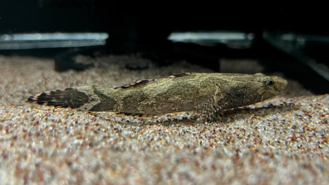 Marble Sleeper Goby (Oxyeleotris marmorata)