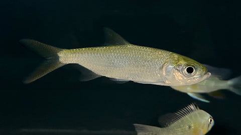 Indo Pacific Tarpon (Megalops Cyprinoides)